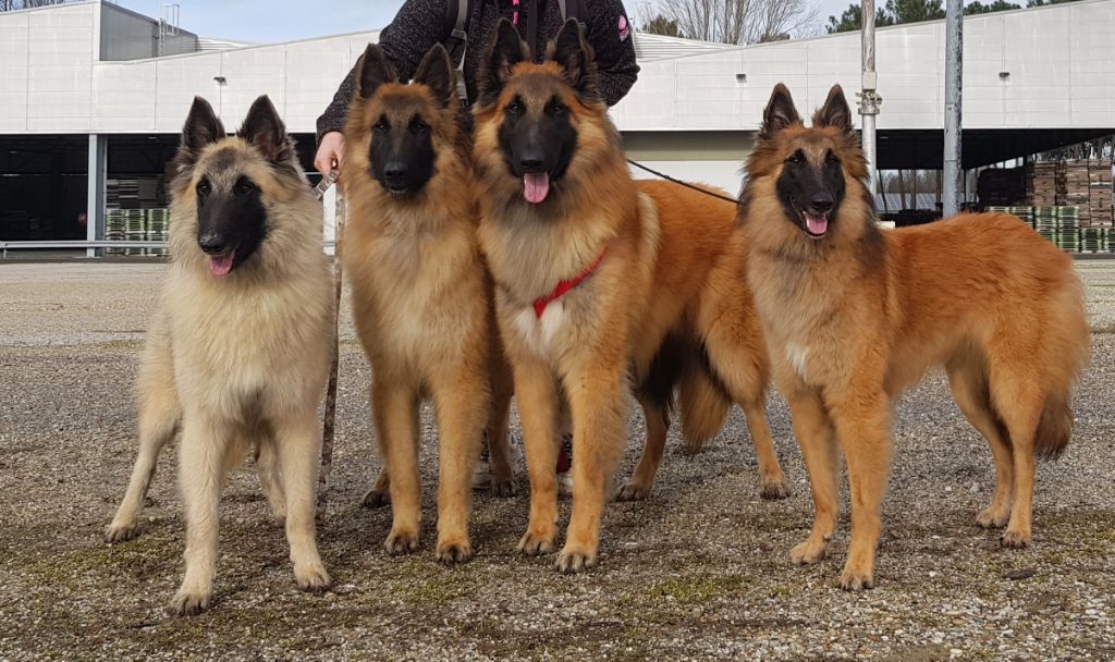 des Famonadyns - CACIB Bordeaux 20 janvier 2019