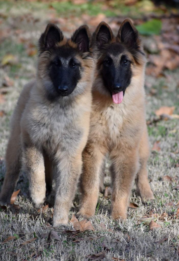 des Famonadyns - Les deux plus beaux bébés de l'expo d'Avignon !