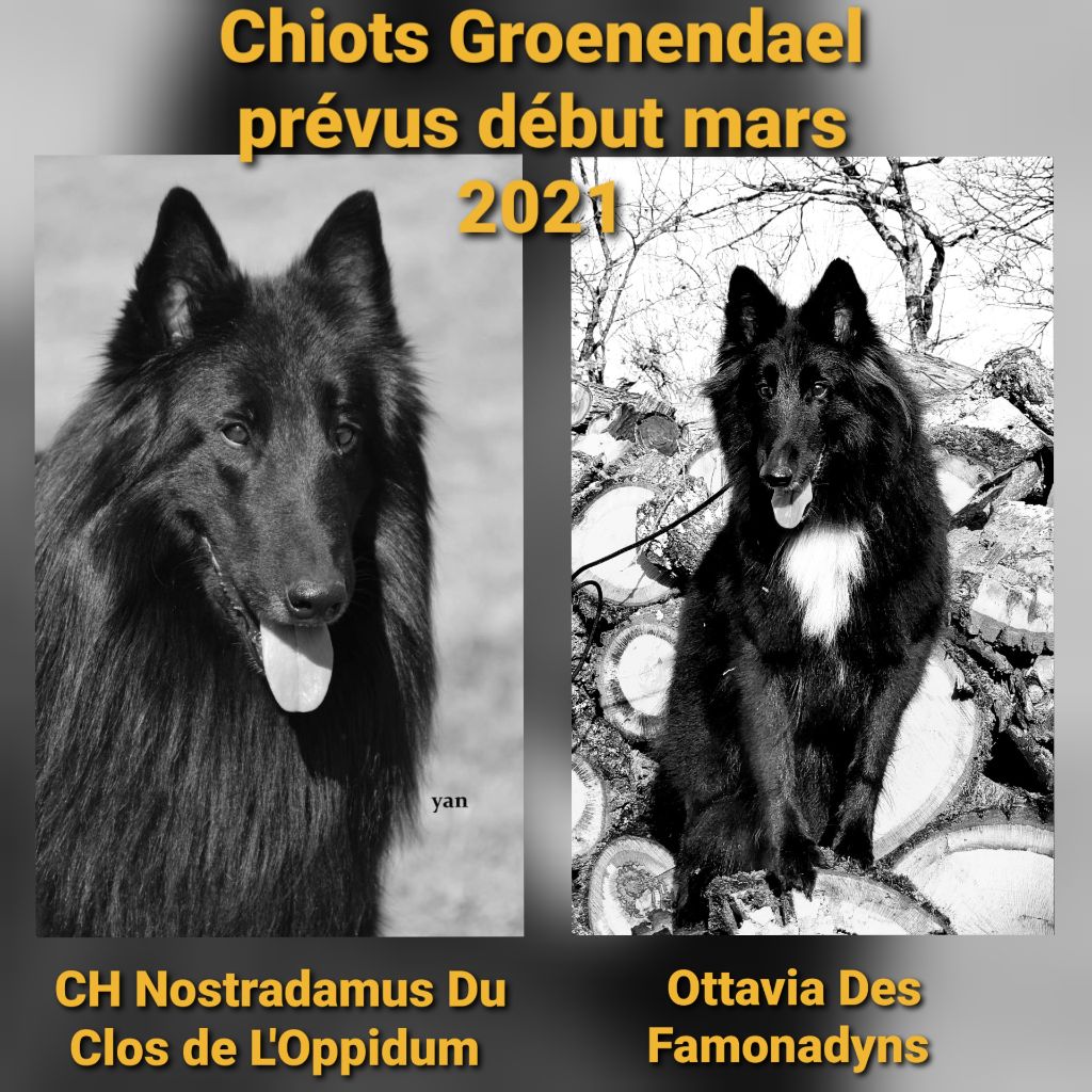 des Famonadyns - Naissance de chiots Groenendael prévu début mars 2021