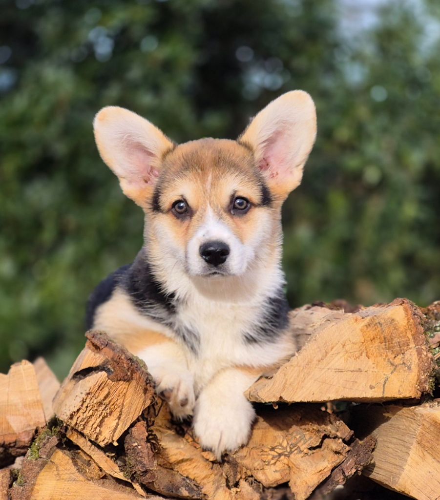 des Famonadyns - Chiot Welsh Corgi Pembroke mâle de 3 mois à vendre