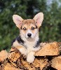  - Chiot Welsh Corgi Pembroke mâle de 3 mois à vendre