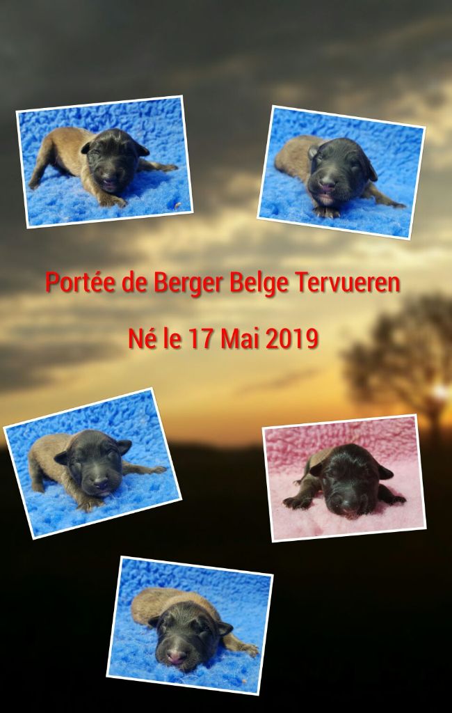 des Famonadyns - Chiots bergers belges tervueren fauve nés le 17 mai 2019
