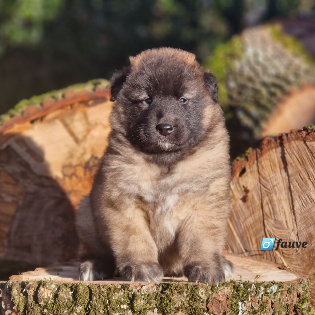 des Famonadyns - Chiot disponible  - Berger Belge