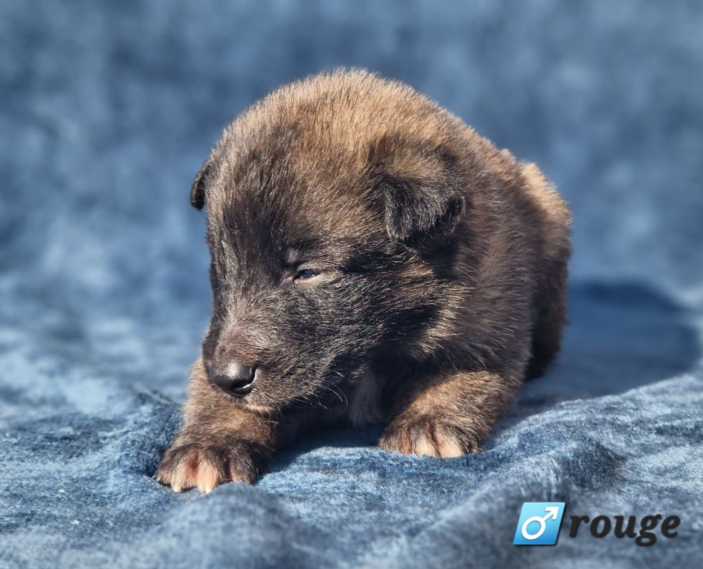 des Famonadyns - Chiot disponible  - Berger Belge