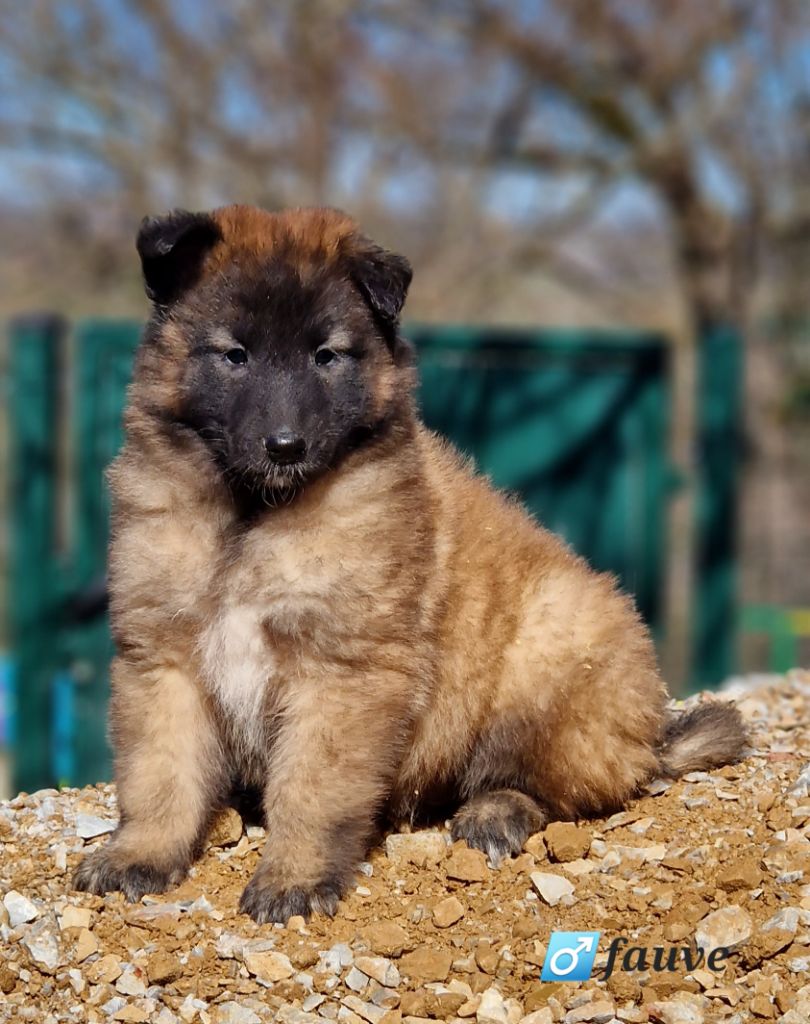 Chiot - Elevage Des Famonadyns - Eleveur De Chiens Berger Belge