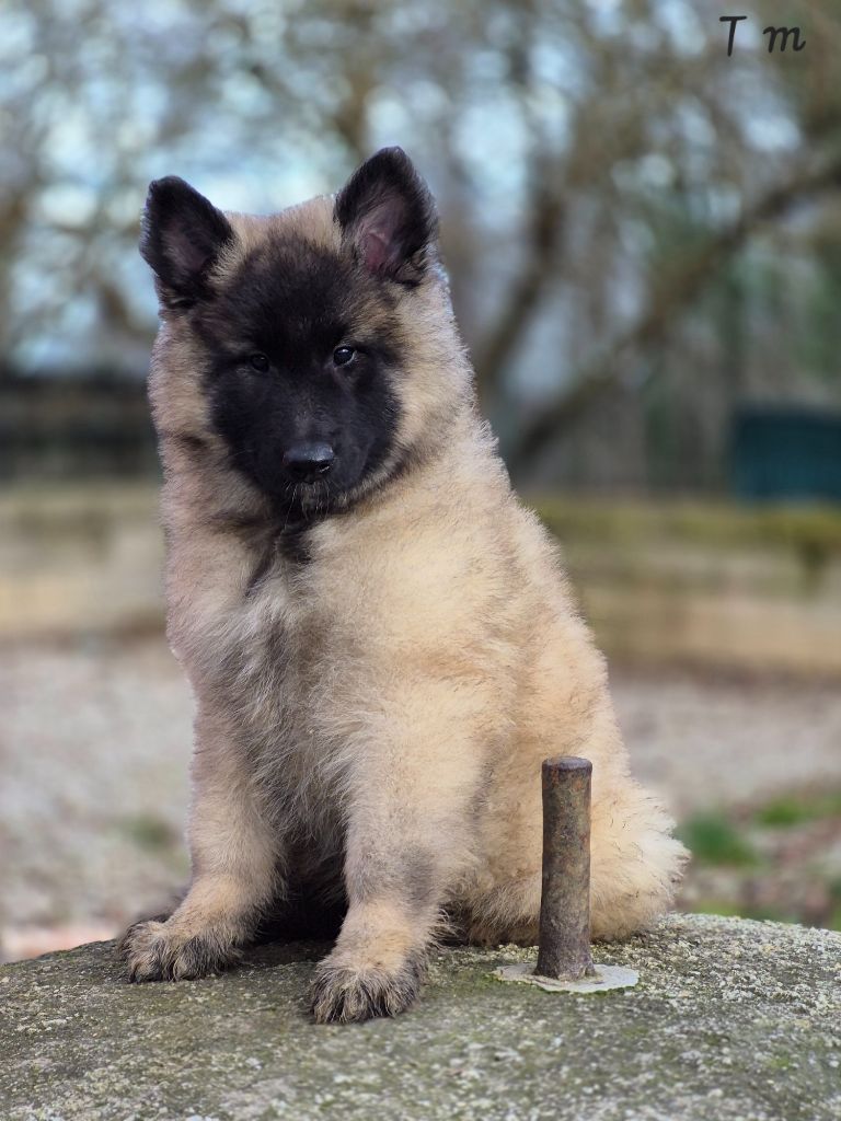 des Famonadyns - Chiot disponible  - Berger Belge