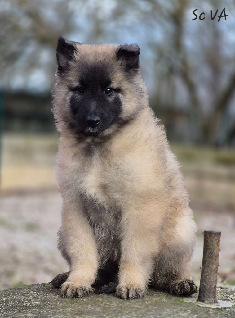 des Famonadyns - Chiot disponible  - Berger Belge