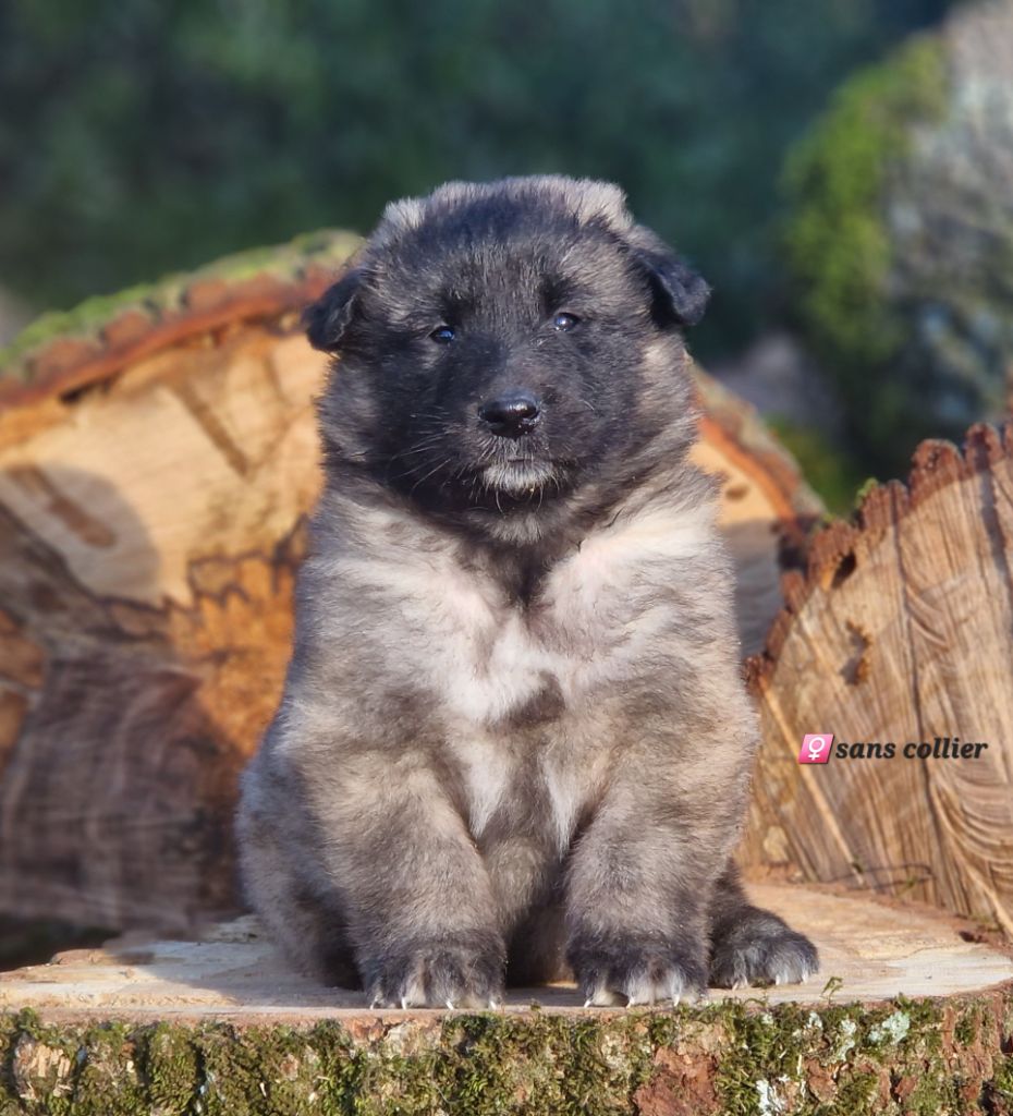 des Famonadyns - Chiot disponible  - Berger Belge