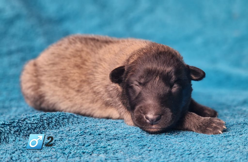 des Famonadyns - Chiot disponible  - Berger Belge