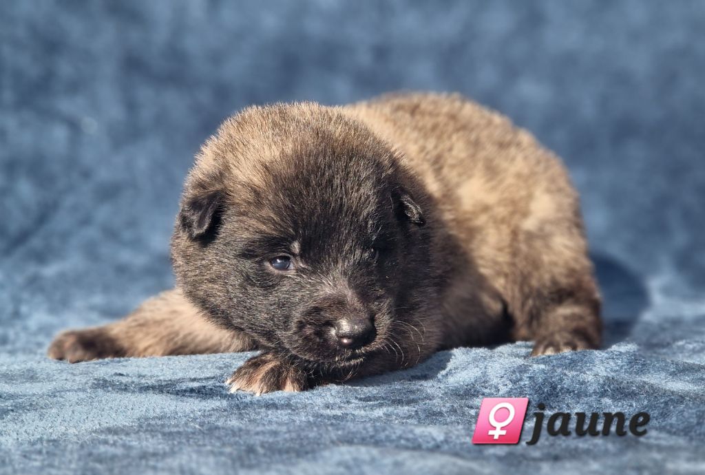 des Famonadyns - Chiot disponible  - Berger Belge