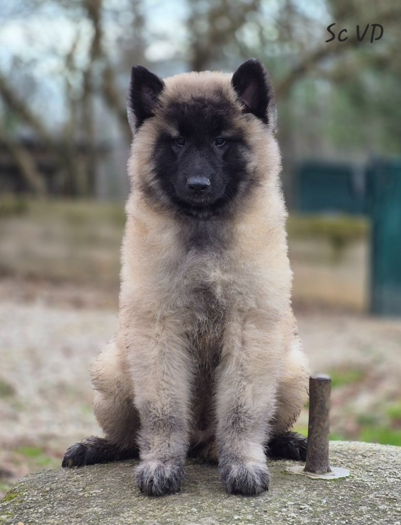 des Famonadyns - Chiot disponible  - Berger Belge