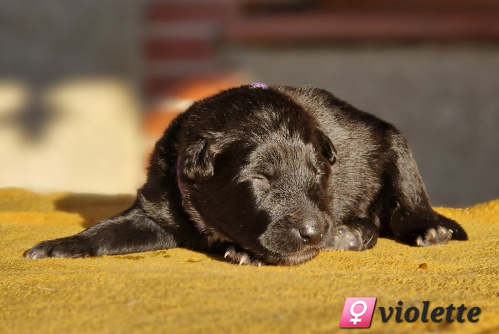 des Famonadyns - Chiot disponible  - Berger Belge