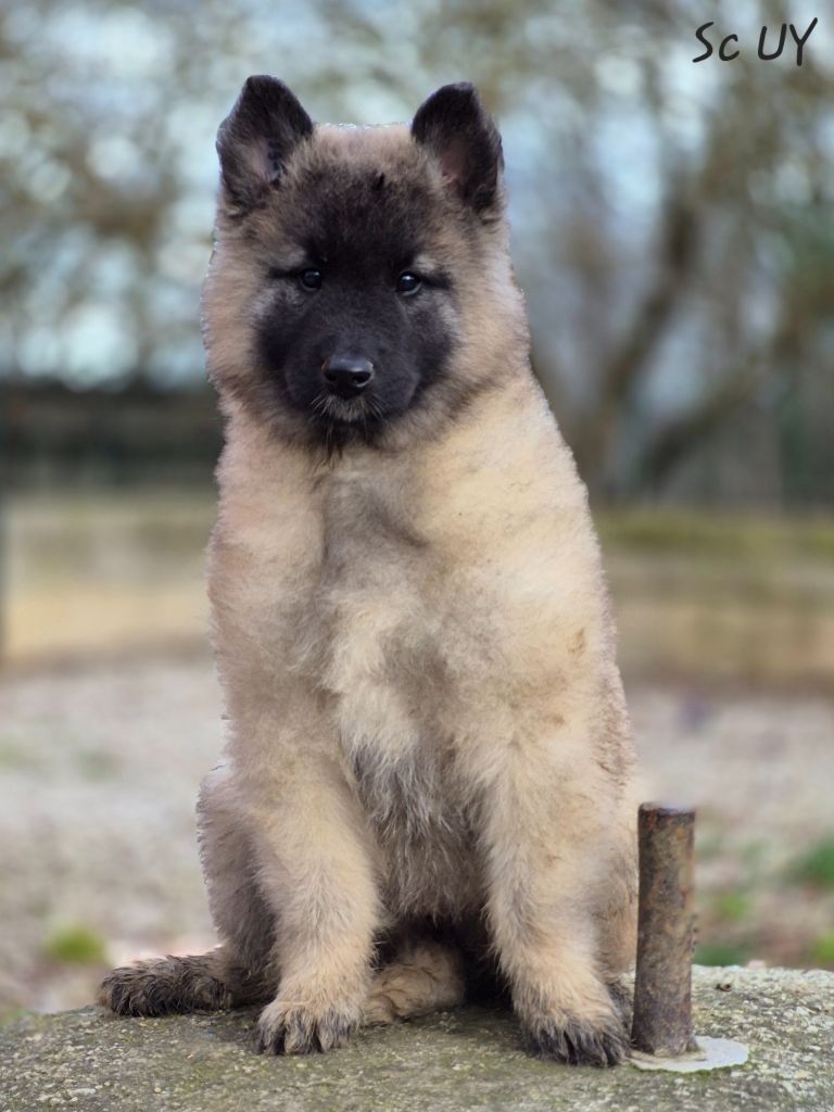 des Famonadyns - Chiot disponible  - Berger Belge