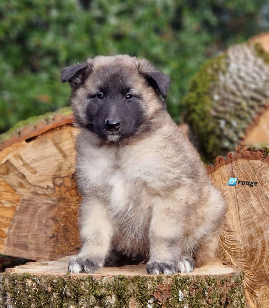 des Famonadyns - Chiot disponible  - Berger Belge