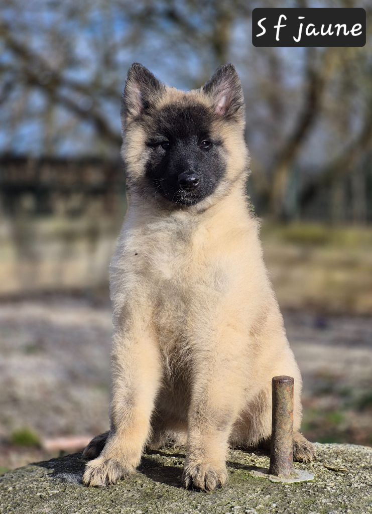 des Famonadyns - Chiot disponible  - Berger Belge