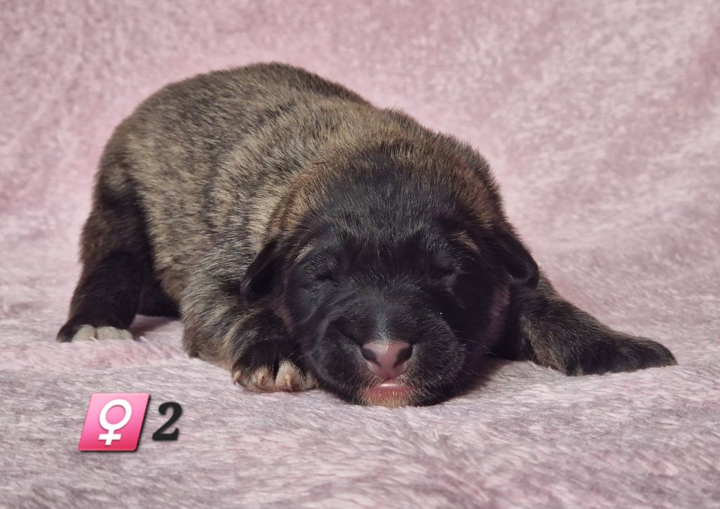 des Famonadyns - Chiot disponible  - Berger Belge