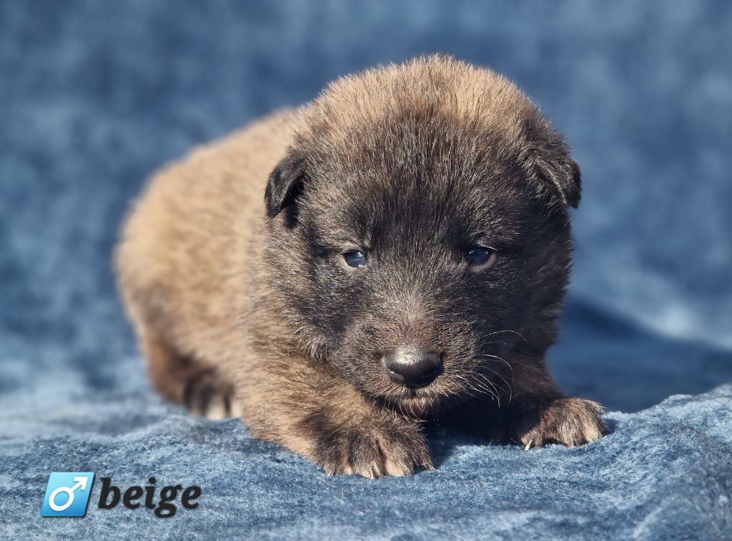 des Famonadyns - Chiot disponible  - Berger Belge