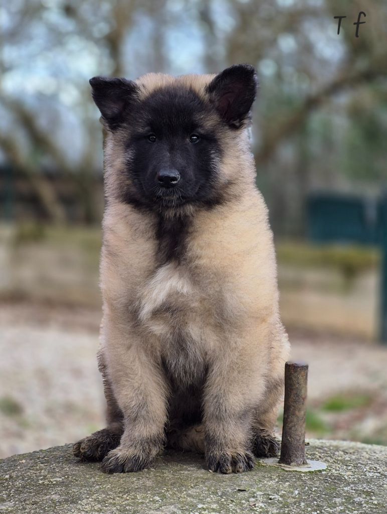 des Famonadyns - Chiot disponible  - Berger Belge