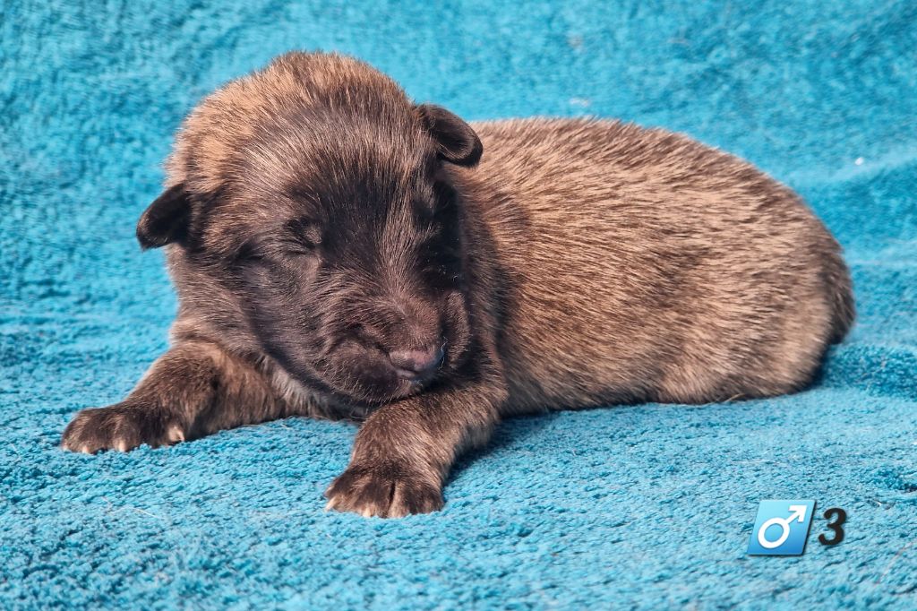 des Famonadyns - Chiot disponible  - Berger Belge