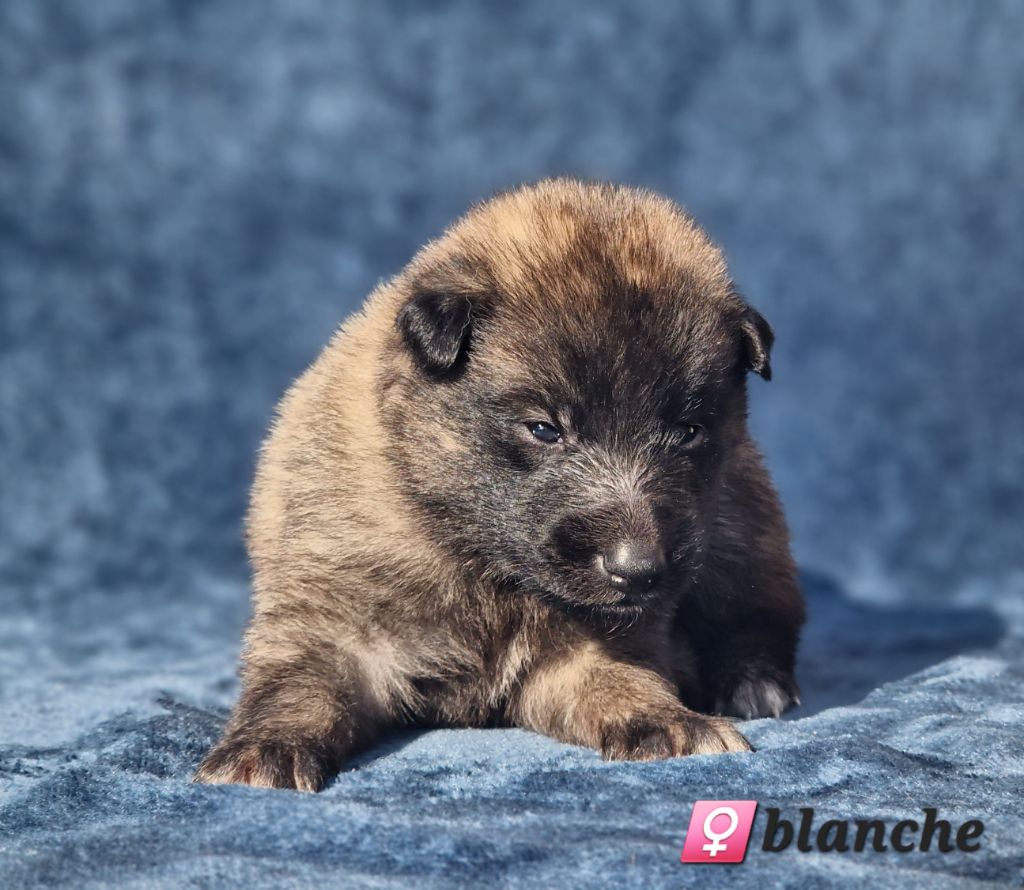 des Famonadyns - Chiot disponible  - Berger Belge