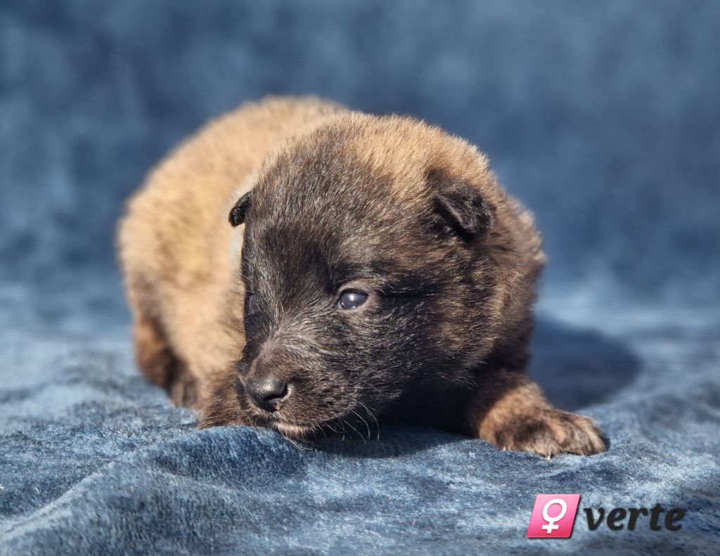 des Famonadyns - Chiot disponible  - Berger Belge