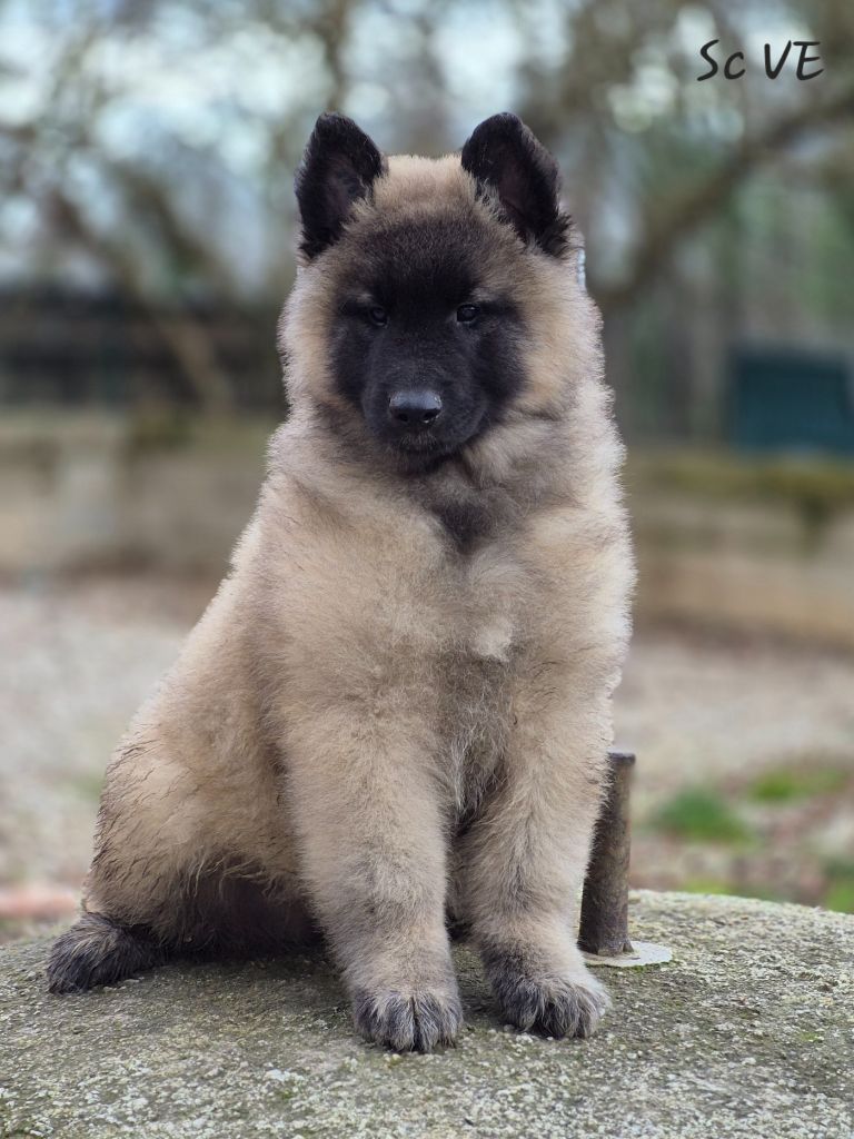 des Famonadyns - Chiot disponible  - Berger Belge