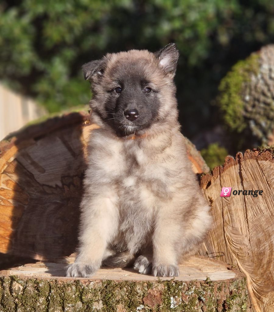 des Famonadyns - Chiot disponible  - Berger Belge