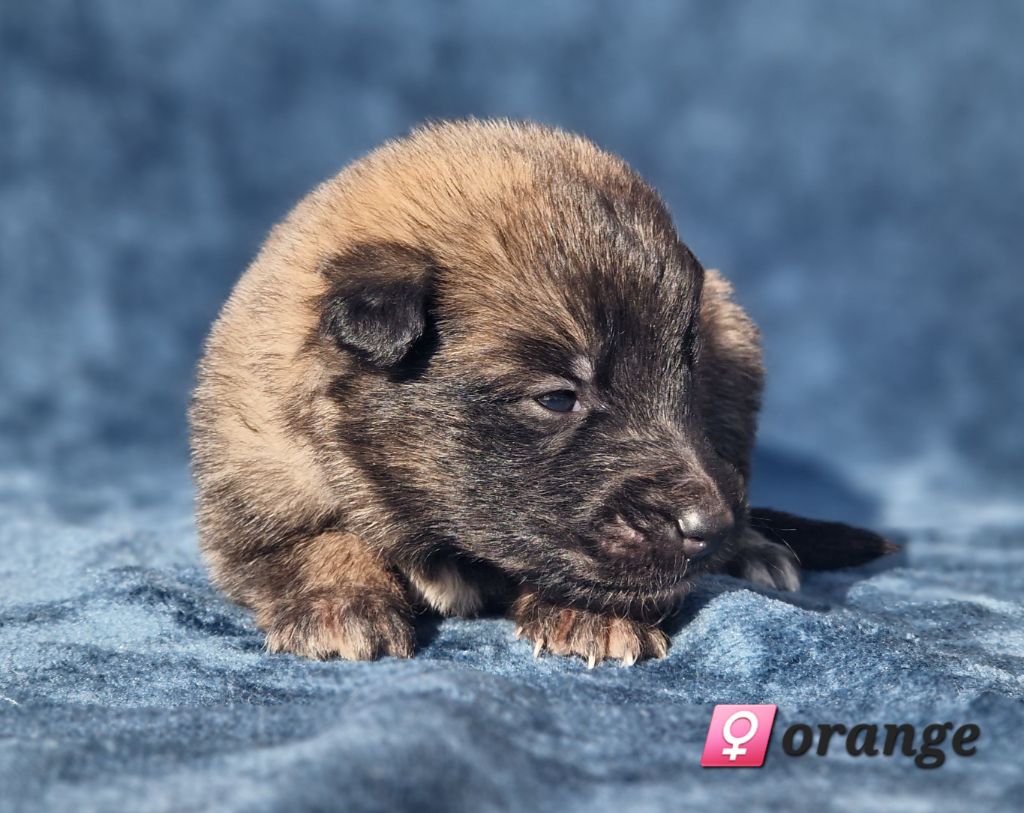 des Famonadyns - Chiot disponible  - Berger Belge