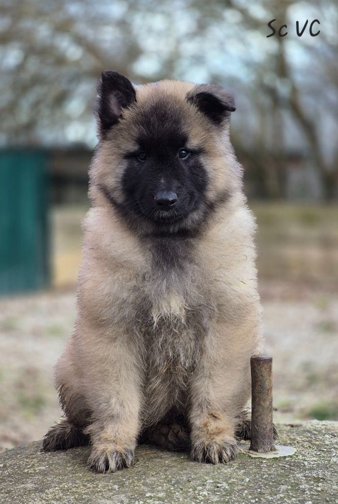 des Famonadyns - Chiot disponible  - Berger Belge