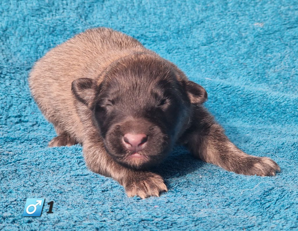 des Famonadyns - Chiot disponible  - Berger Belge