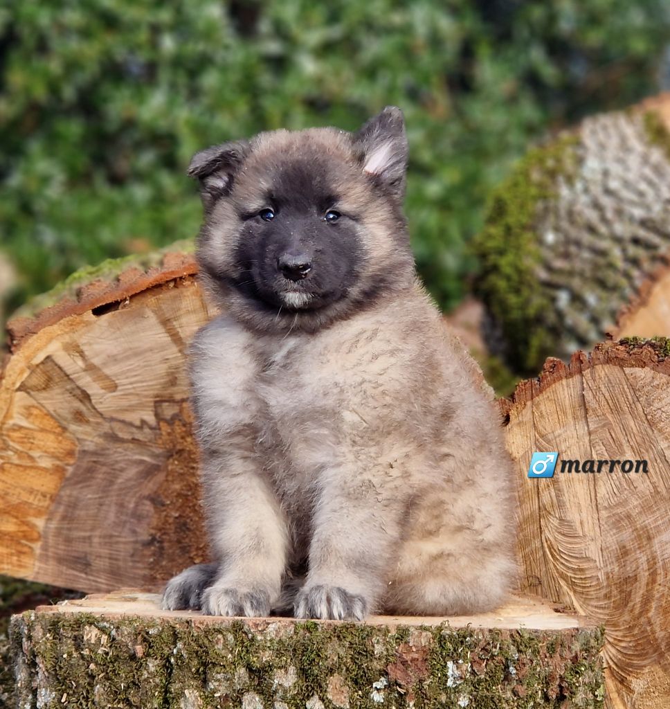 des Famonadyns - Chiot disponible  - Berger Belge