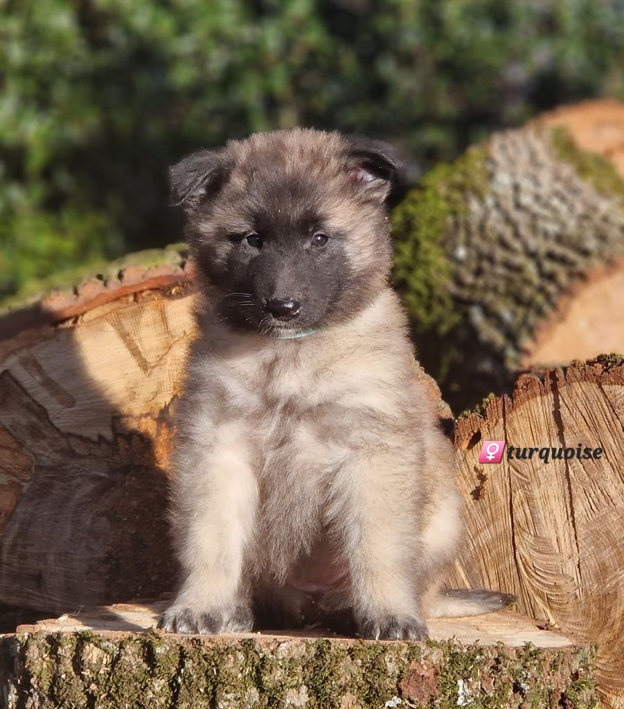 des Famonadyns - Chiot disponible  - Berger Belge