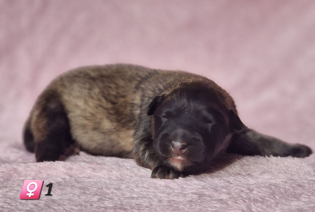 des Famonadyns - Chiot disponible  - Berger Belge