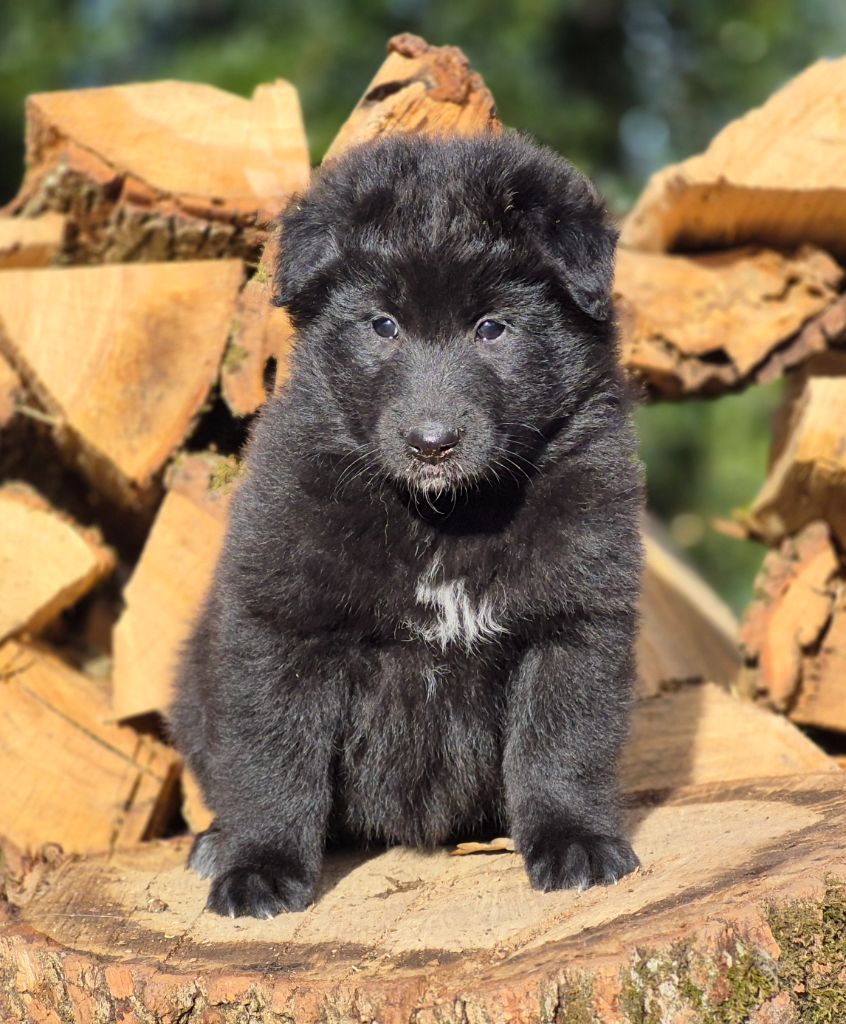 des Famonadyns - Chiot disponible  - Berger Belge