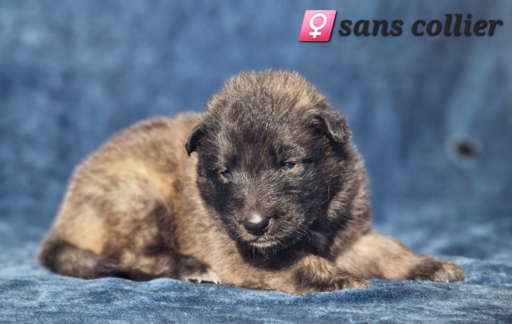 des Famonadyns - Chiot disponible  - Berger Belge