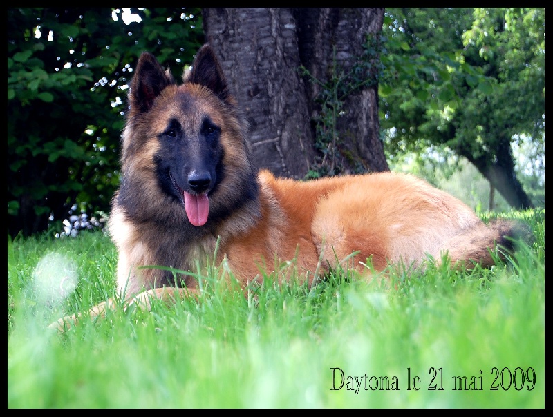 Daytona des Famonadyns