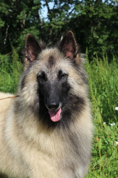 Hedelweiss of Wolf's River