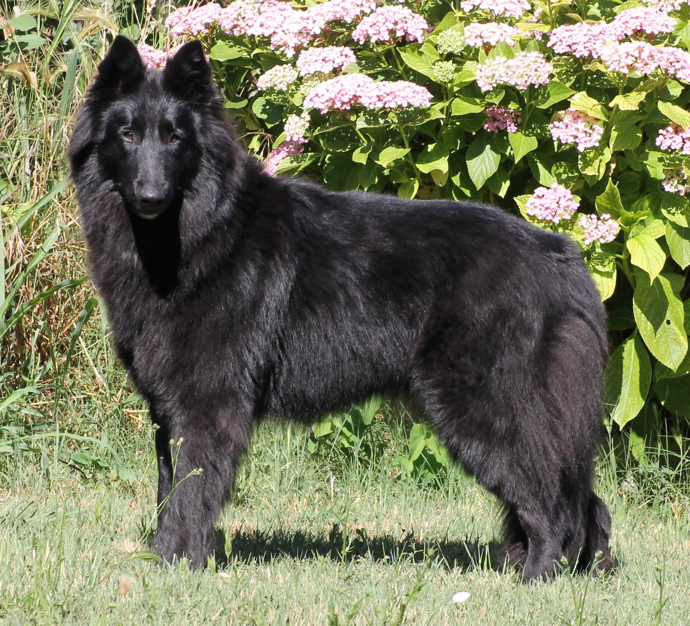 J'athena des Famonadyns