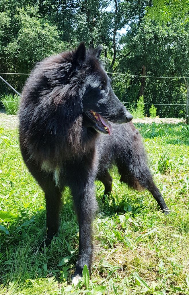 Haika des Famonadyns