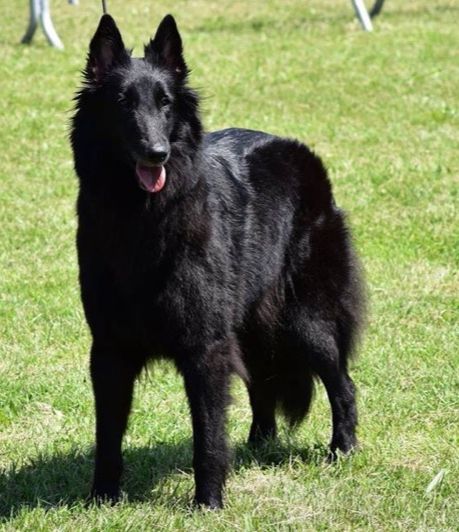 CH. Lys noire des Famonadyns