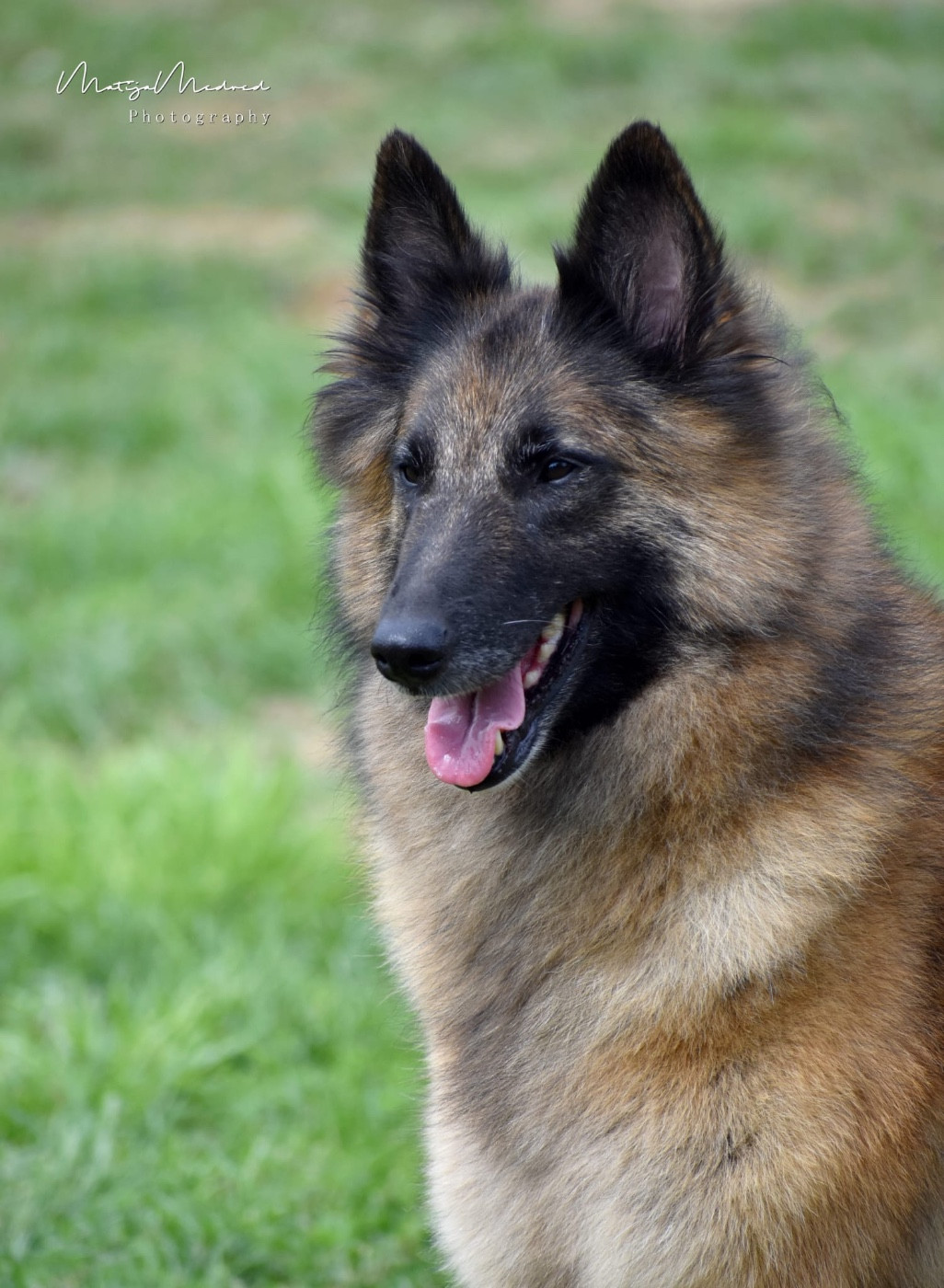 CH. Orlika Symphony des Famonadyns