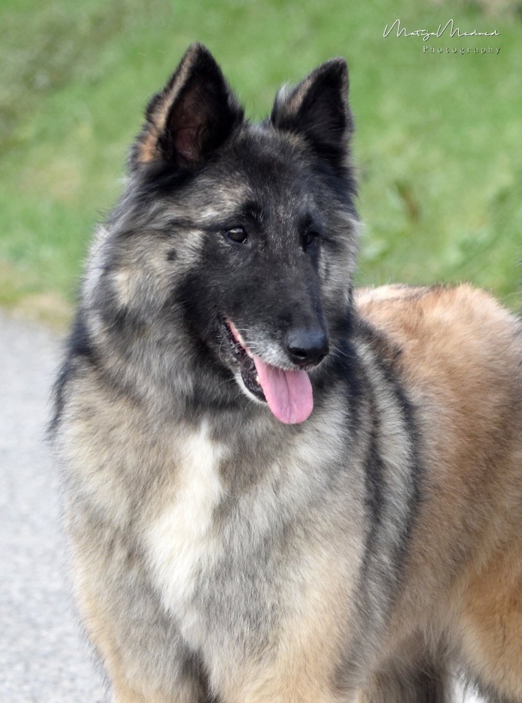 CH. O'hara playmate des Famonadyns