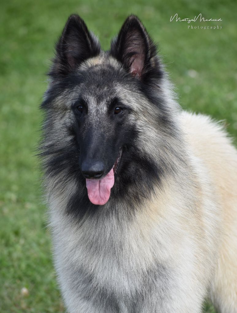 Shepherds Of Paradise Veni vidi vici