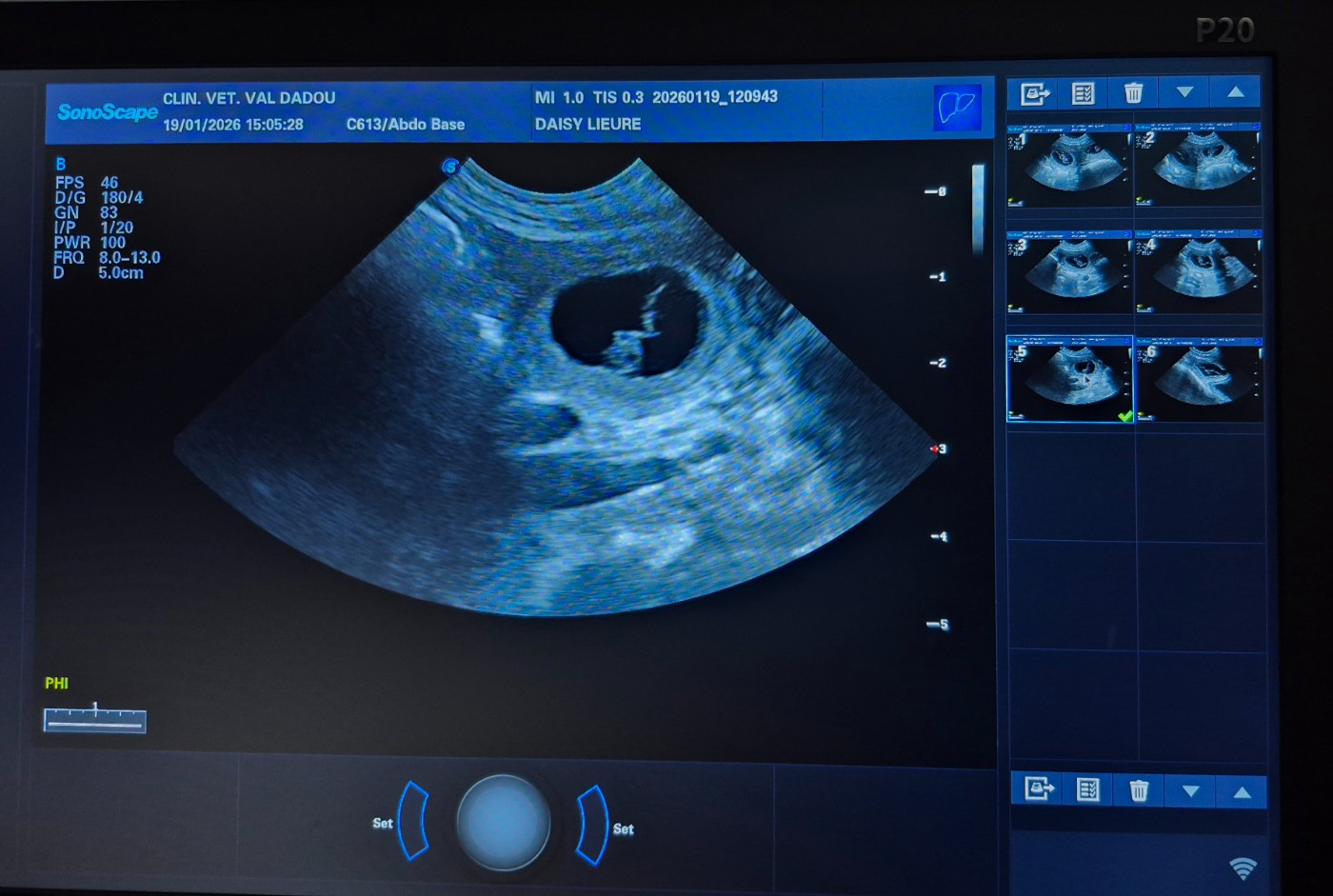 Des chiots Groenendael prévus pour fin février