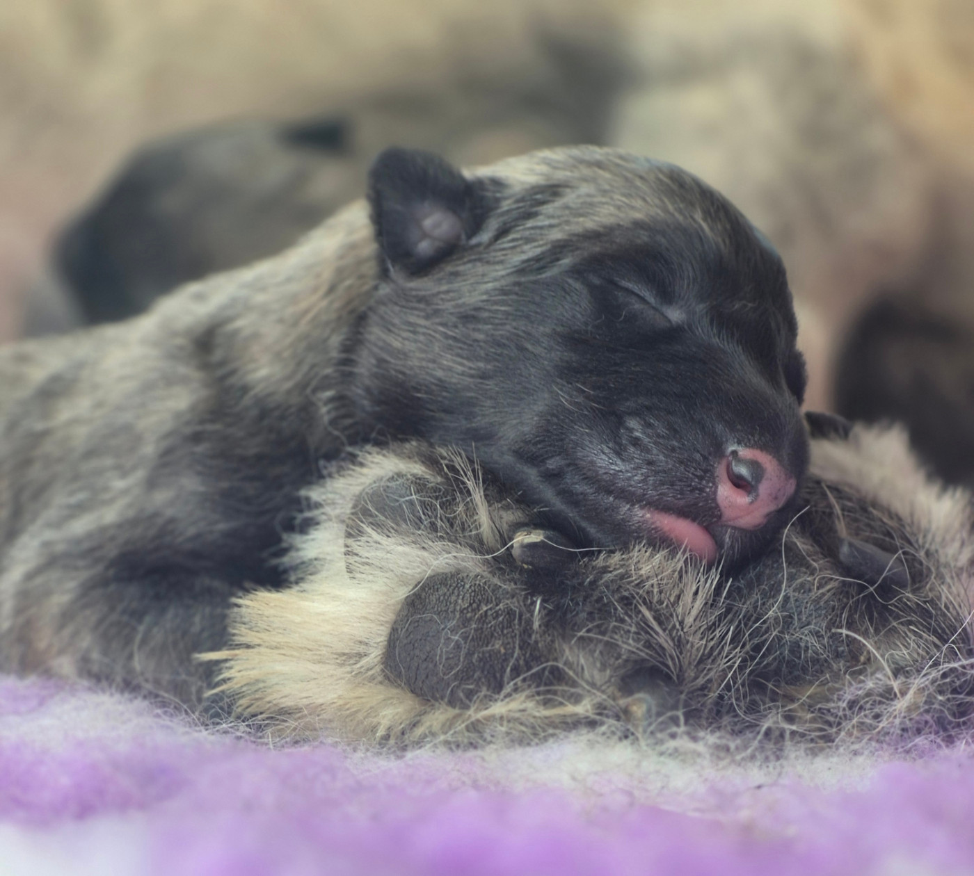 Bébés Tervueren nés le 12/10/26