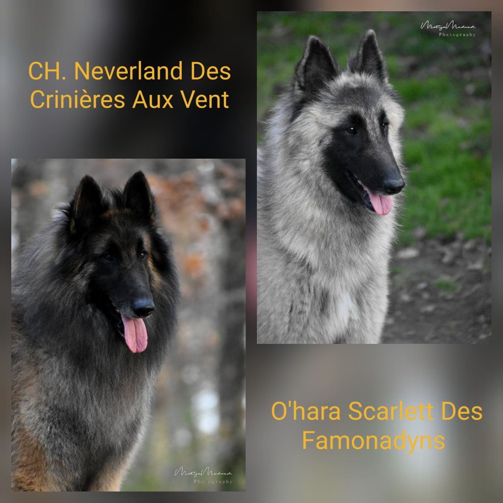 des Famonadyns - La deuxième portée de tervueren de février est en route.