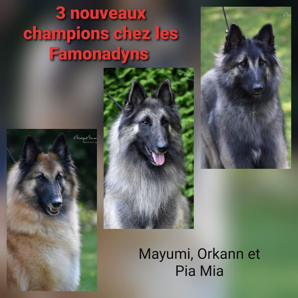des Famonadyns - 3 nouveaux champions chez les Famonadyns