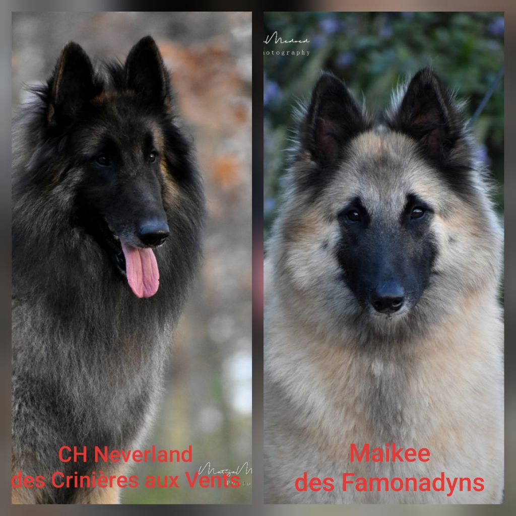 des Famonadyns - 2021 Prochaine naissance de bébés tervueren en fevrier