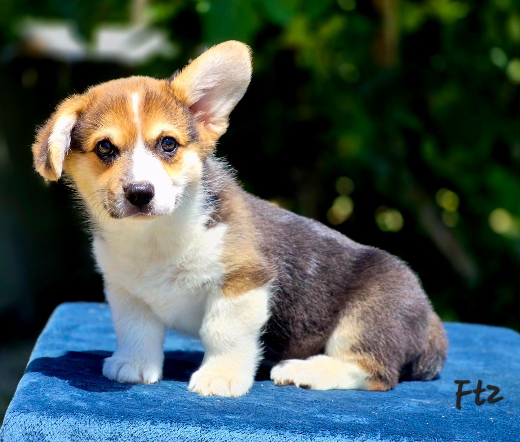 des Famonadyns - Chiots disponibles - Welsh Corgi Pembroke