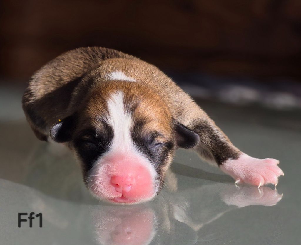 des Famonadyns - Chiots disponibles - Welsh Corgi Pembroke
